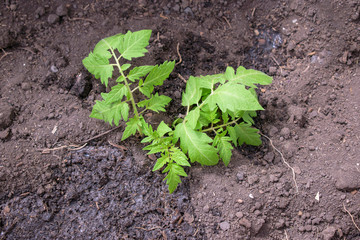 Young bush of tomatoes in ground. Concept of planting plants in spring. Green stalk and leaves.