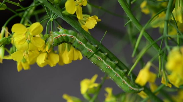 アヤモクメキリガの幼虫、つぼみ菜の花の蕾がお気に入り。ムシャムシャ食欲旺盛。からだが少し透けて中が動いてるようです。生命。昆虫素材