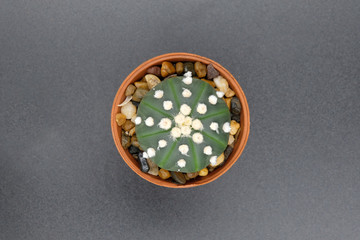 Green cactus top view isolated