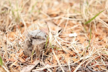 plant on the ground