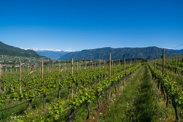 Fototapeta na wymiar Vineyards in Appiano in Italian South Tyrol. Viticulture is the main branch of the economy for this region.