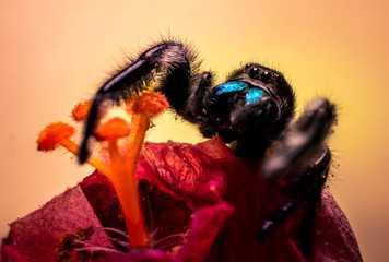 Ornate Jumping Spider