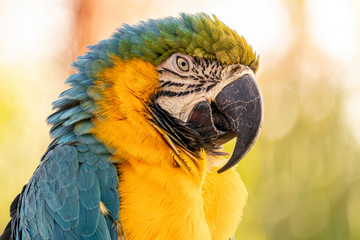 Blue and Gold Macaw