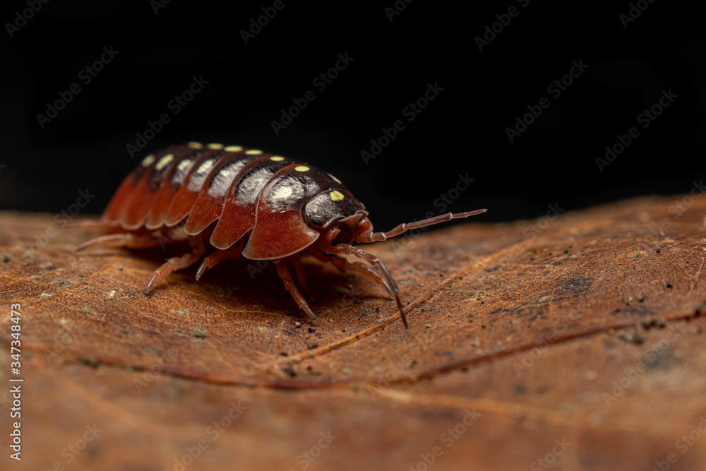 Wall mural clown isopod