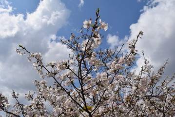 桜