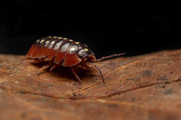 Clown Isopod