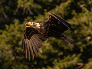 American Freedom