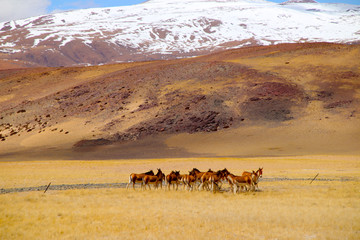 Under the snowy mountains of the plateau, swarms of wild asses enjoy the large grassland leisurely
