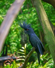 Kakatua Raja (Probosciger aterrimus)
