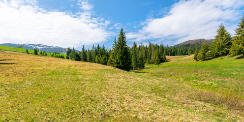 forest on the grassy meadow in mountains. beautiful sunny panorama of mountainous countryside. fluffy clouds on the blue sky. wonderful springtime landscape