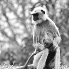 Monkey
