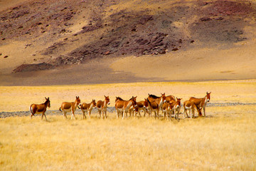 Obraz na płótnie Canvas Under the snowy mountains of the plateau, swarms of wild asses enjoy the large grassland leisurely