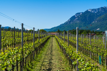 Fototapeta na wymiar Vineyards in Appiano in Italian South Tyrol. Viticulture is the main branch of the economy for this region.