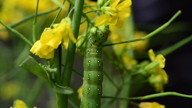 アヤモクメキリガの幼虫、つぼみ菜の花の蕾がお気に入り。ムシャムシャ食欲旺盛。からだが少し透けて中が動いてるようです。生命。昆虫素材