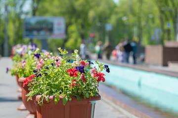 flower pot on the background of passers-by people, visitors to the city Park