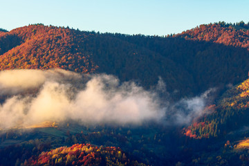 autumn sunset in mountains. tree top among the fog rolling through hills. mysterious nature view