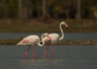 Obraz premium The greater flamingo is the most widespread and largest species of the flamingo family. making love with pair in beautiful ambiance and cool light.