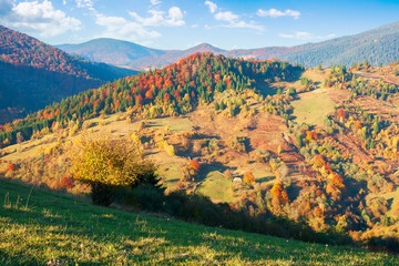 countryside in autumn at sunset. mountain view with forests and meadows in evening light beneath a...