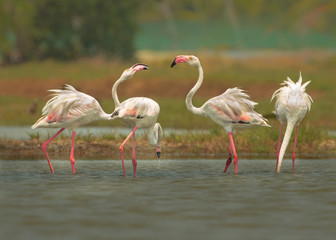 The greater flamingo is the most widespread and largest species of the flamingo family. making love with pair in beautiful ambiance and cool light.