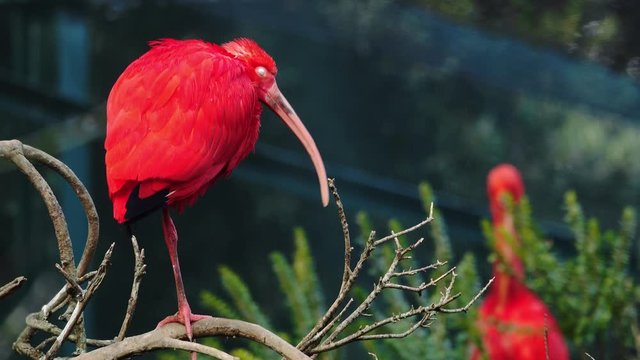 Scarlet ibis standing on the branch, Eudocimus ruber