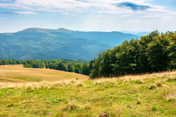 yellow grass on the meadow in mountains. beautiful nature scenery beneath a blue sky with fluffy...