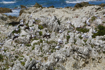 Seagulls nesting on the cliff