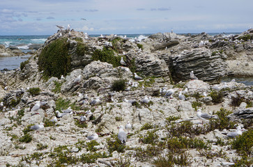 Seagulls on the rocky shore