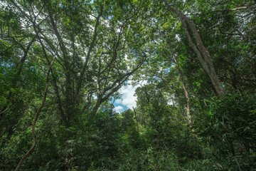 arvores na chapada