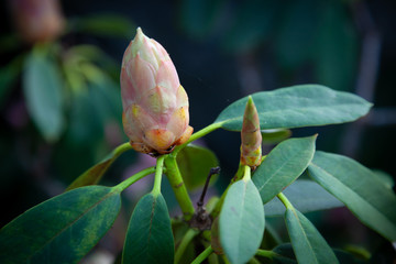Rhododendron bud