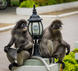 Dusky monkeys sitting on platforms next to lamps