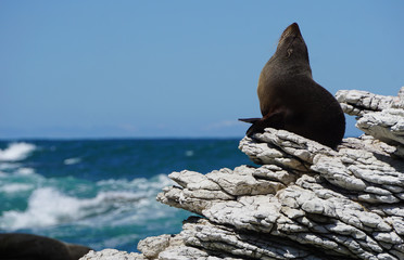 Baby seal looking to the sky