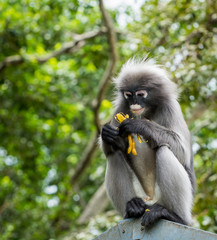 Dusky monkey sitting on sign post with trees in the background eating beans