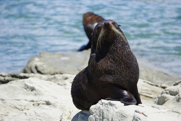 Fur seal on the coast