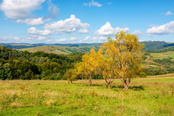 trees in yellow foliage on the hill. beautiful rural landscape in autumn. sunny day in mountains. blue sky with fluffy clouds