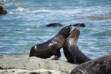 Two fur seals in New Zealand