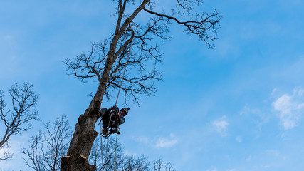 Worker with chainsaw  and helmet cutting down tree