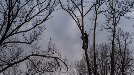 Worker with chainsaw  and helmet cutting down tree