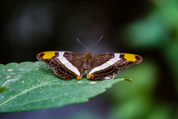 Butterfly resting on a leaf