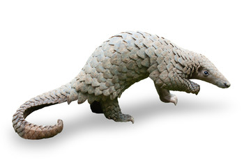 Java Pangolin (manis javanica), on green grass. It was smuggled in Asia. Because it is popularly consumed and its scales are an ingredient in Chinese medicine. Wildlife crime.