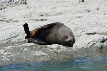 Tired seal resting on the beach