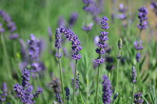 Close-up Of Lavender Blooming Outdoors © arba mihai/EyeEm
