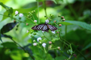 butterfly on a flower to sucking nectar 