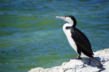 Seabird's profile