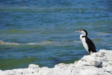 Wild seabird
