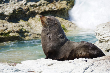 Fur seal in the wild