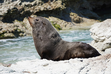 Profile of a fur seal