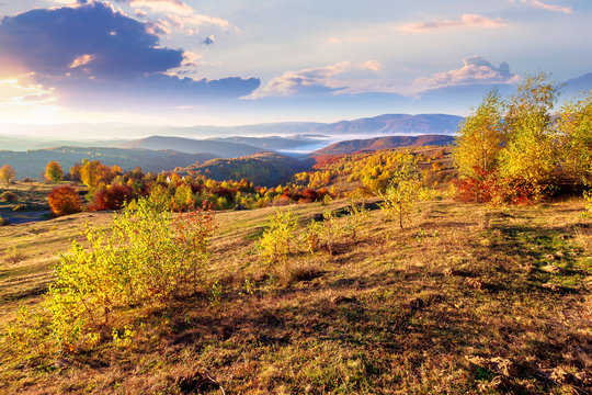 autumn sunrise in mountainous rural area. trees in golden foliage on the meadow in weathered grass. distant foggy valley.  ridge on the horizon. sky with clouds in morning light