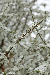 Spring blossoming apple tree