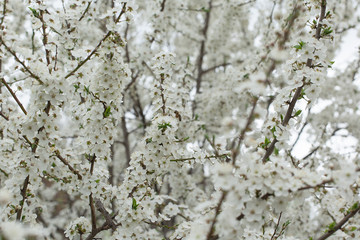 Spring blossoming apple tree