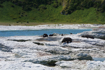 Group of seals walking on white rocks